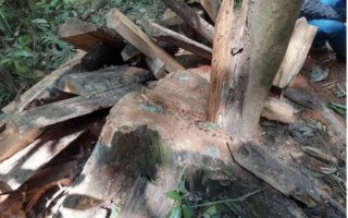 Gia Lai: Truy nã 3 đối tượng khai thác gỗ quý hiếm