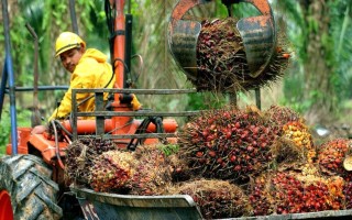 Indonesia cấm xuất khẩu dầu cọ và cách Malaysia tận dụng thời cơ